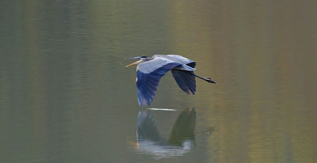 Bird flying across the lake
